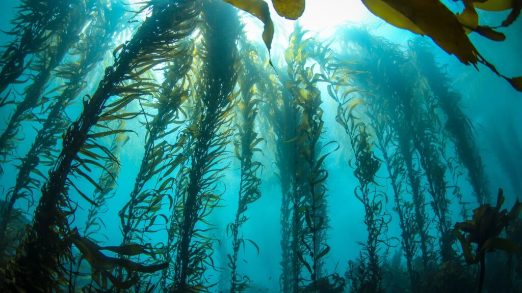 Oceanic Gardens: Plant Types in the Ocean 3 Kelp Forests – The Giants of the Ocean