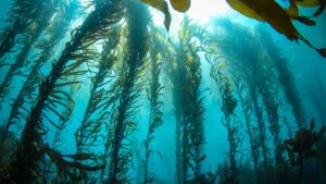 Kelp Forests – The Giants of the Ocean
