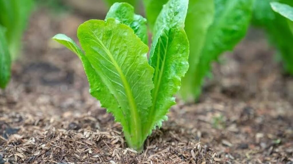 Lettuce Plant