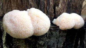 Lion’s Mane Mushrooms