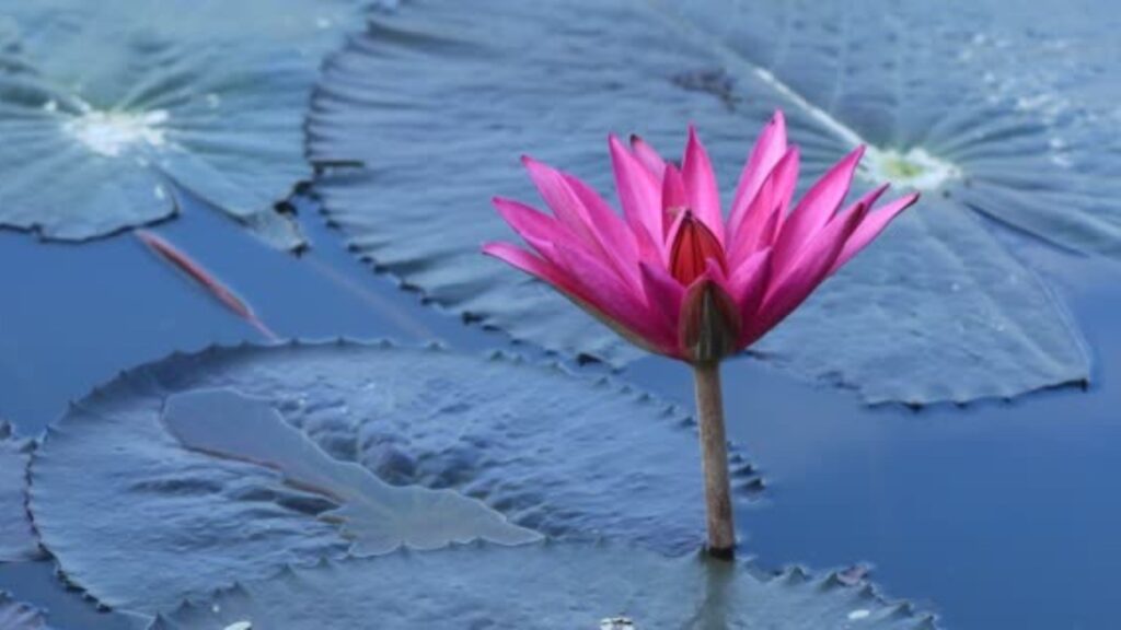 Aquatic Plants You Should Add to Your Natural Water Features 3 Lotus