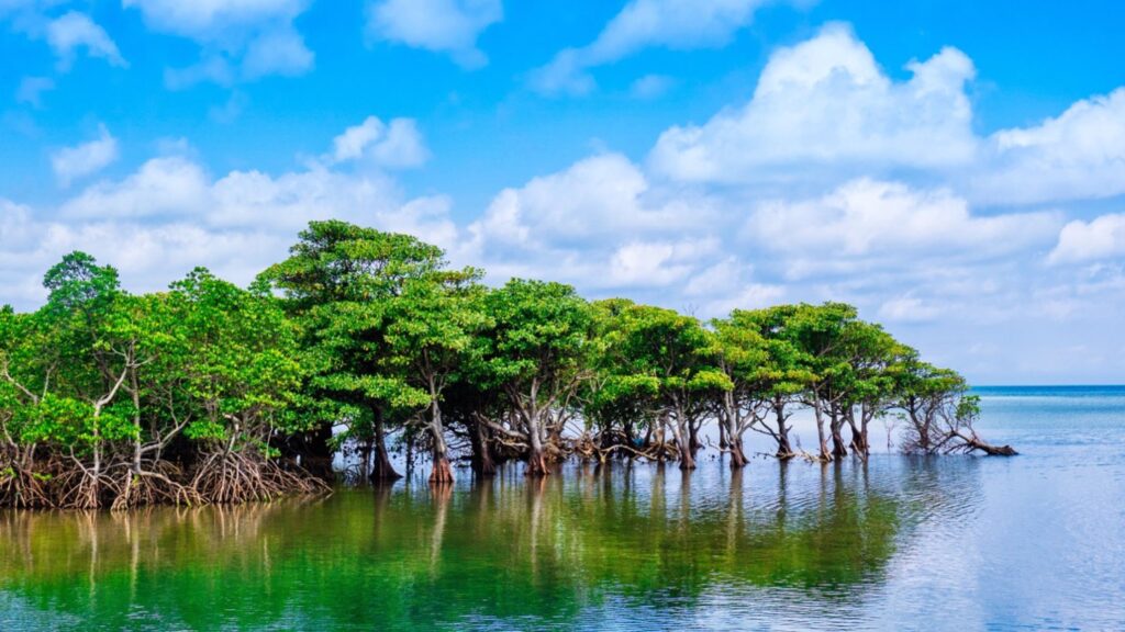Oceanic Gardens: Plant Types in the Ocean 5 Mangroves – The Coastal Guardians