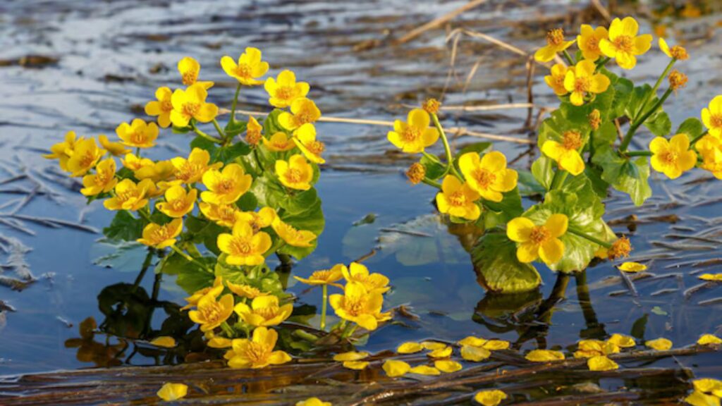 Aquatic Plants You Should Add to Your Natural Water Features 11 Marsh Marigold