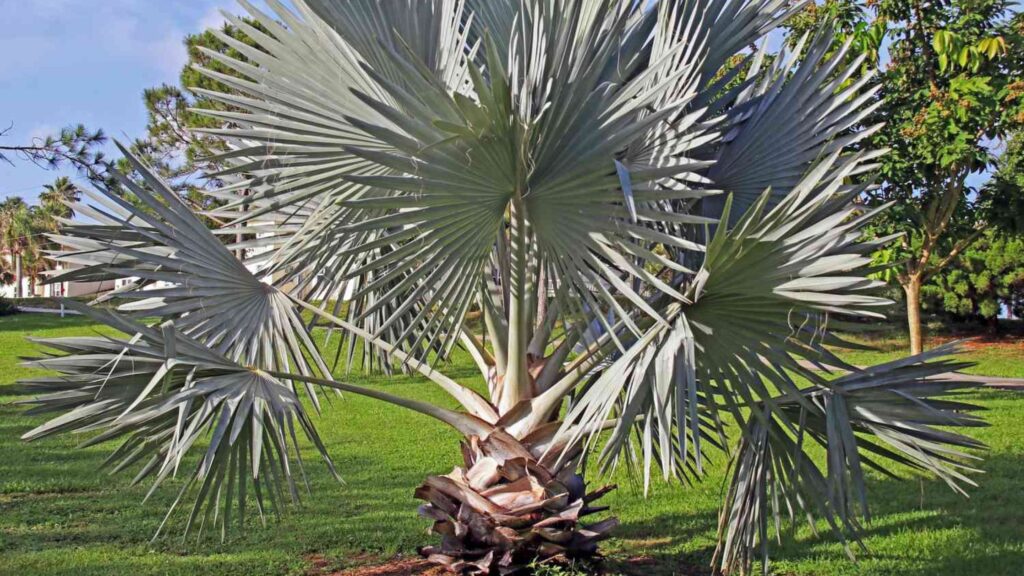 10 Balcony Plants That Make Apartments Look Like Luxury Resorts 3 Palm Varieties