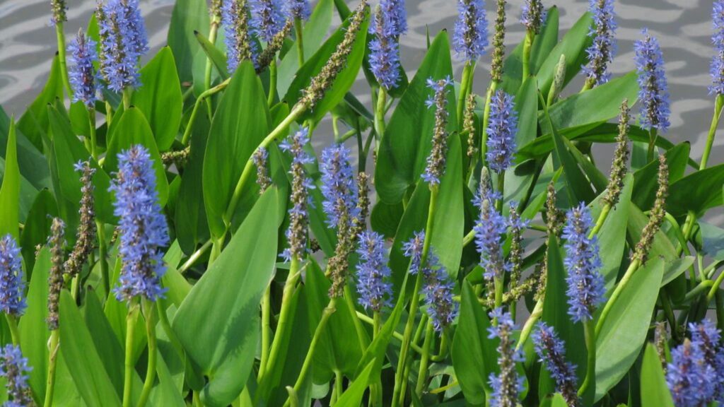 Aquatic Plants You Should Add to Your Natural Water Features 9 Pickerelweed
