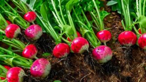 Radishes Plant