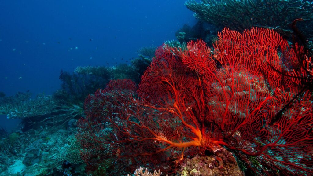 Oceanic Gardens: Plant Types in the Ocean 6 Red Algae – Builders of Coral Reefs