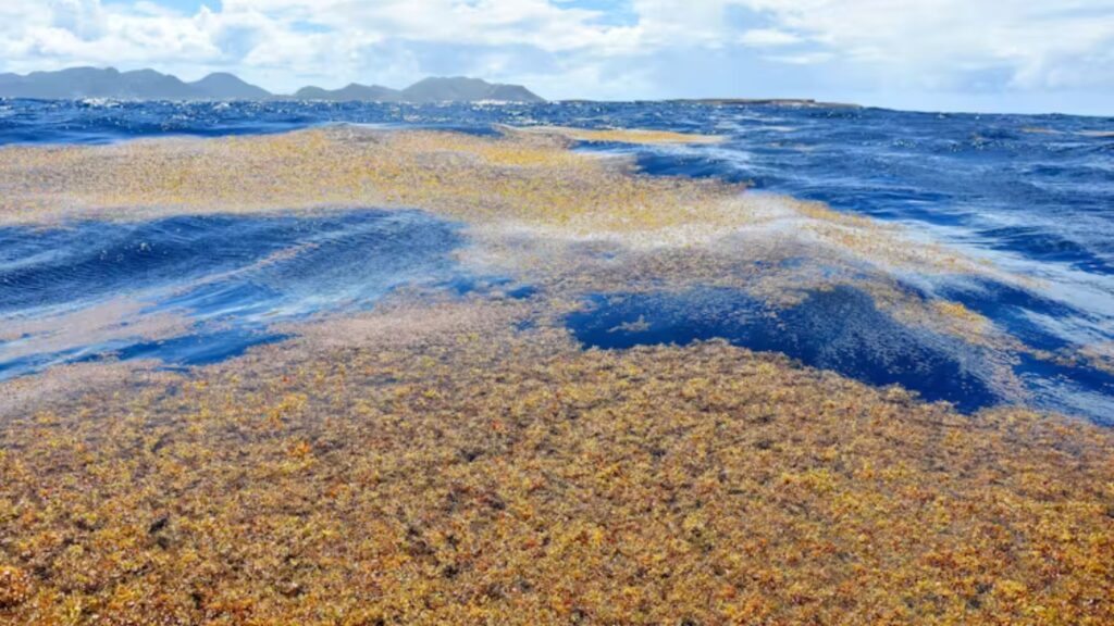 Oceanic Gardens: Plant Types in the Ocean 8 Sargassum – The Floating Seaweed