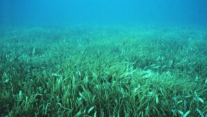 Seagrass