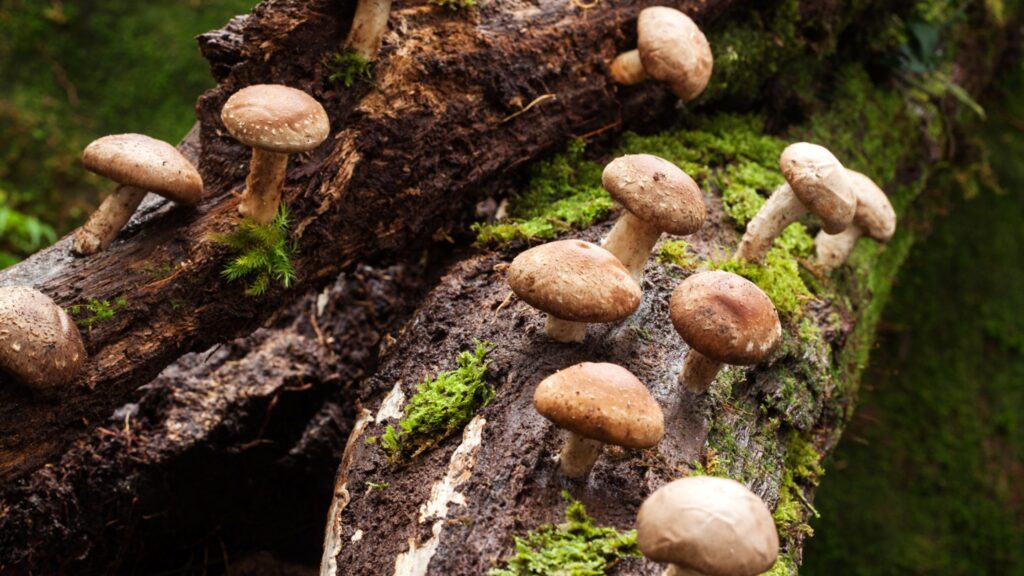 Shiitake Mushrooms