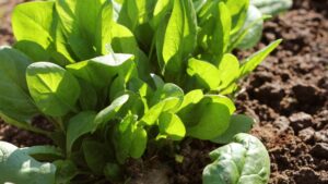 Spinach Plant