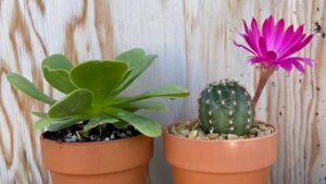 Succulents and Cacti