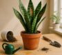 The Big Mistakes You're Making With Your Snake Plant