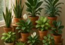 Top 12 Plants That Clean Indoor Air Better Than Machines