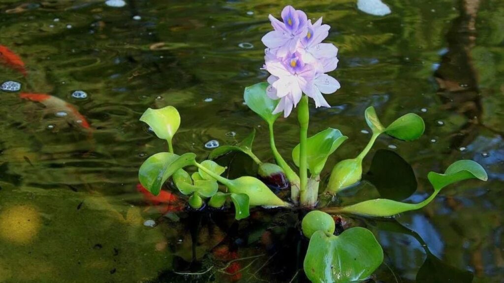 Aquatic Plants You Should Add to Your Natural Water Features 4 Water Hyacinth