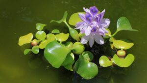 Water Hyacinth