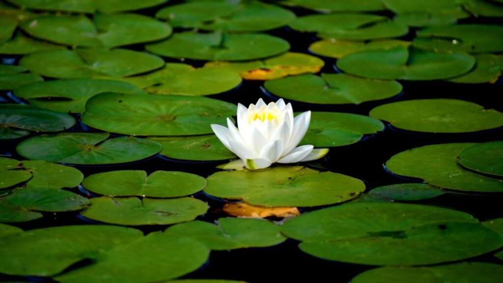 Aquatic Plants You Should Add to Your Natural Water Features 2 Water Lilies