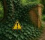 Why English Ivy Could Be the Most Dangerous Plant in Your Garden