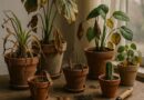 Why Your Houseplants Keep Dying And 7 Fixes Experts Swear By