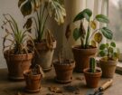 Why Your Houseplants Keep Dying And 7 Fixes Experts Swear By