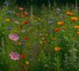 Chaos Gardening: Embrace Wild Beauty at Home