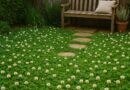Clover Lawns 2025: Eco-Friendly and Low-Maintenance Green Turf
