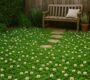 Clover Lawns 2025: Eco-Friendly and Low-Maintenance Green Turf