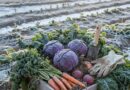 My Complete Guide to Winter Vegetable Gardening (Learned the Hard Way!)