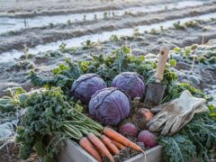 My Complete Guide to Winter Vegetable Gardening (Learned the Hard Way!)