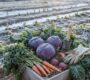 My Complete Guide to Winter Vegetable Gardening (Learned the Hard Way!)
