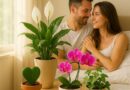 Bedroom Plants That Improve Intimacy and Emotional Bond 3 Bedroom Plants That Improve Intimacy and Emotional Bond