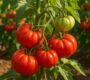 Beefsteak Tomato Plants: The Ultimate Guide to Growing Giant, Juicy Tomatoes