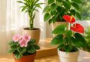 Feng Shui Plants That Attract Love and Harmony 3 Feng Shui Plants That Attract Love and Harmony