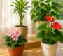 Feng Shui Plants That Attract Love and Harmony