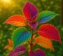 God's Rainbow Plant Care: 7 Secrets for Stunning Colors!