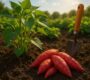 How to Grow Sweet Potatoes