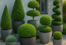 Stunning Architectural Shrubs That Transform Any Container