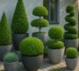 Stunning Architectural Shrubs That Transform Any Container