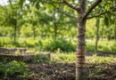 Copper Wire in Trees Does Electroculture Actually Grow Plants Better
