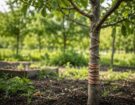 Copper Wire in Trees Does Electroculture Actually Grow Plants Better
