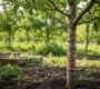 Copper Wire in Trees Does Electroculture Actually Grow Plants Better