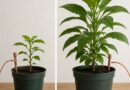 Electroculture Before and After Real Plant Growth Experiments Compared