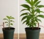 Electroculture Before and After Real Plant Growth Experiments Compared
