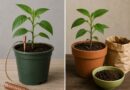Electroculture vs Organic Fertilizers Cost, Claims and Reality Check 2026