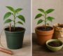 Electroculture vs Organic Fertilizers Cost, Claims and Reality Check 2026