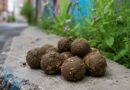 Guerrilla Gardening Explained How Seed Bombs Transform Cities