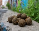 Guerrilla Gardening Explained How Seed Bombs Transform Cities