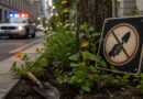 Is Guerrilla Gardening Legal Laws and Risks Explained for 2026