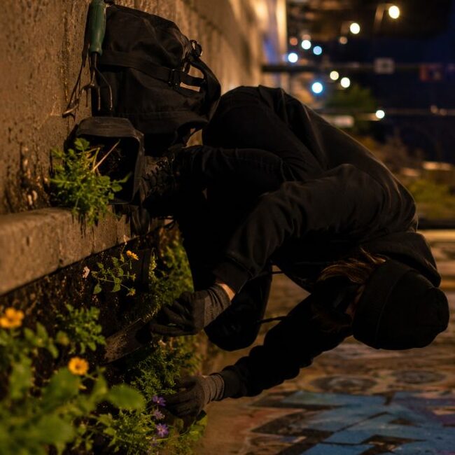 Late-Night Guerrilla Gardening How Secret Plantings Are Organised