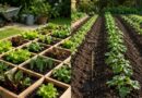 Square Foot Gardening vs Row Gardening: Is 50% Less Work Real? 2 Square Foot Gardening vs Row Gardening Is 50% Less Work Real